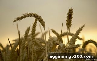 jdb电子爆奖揭秘：龙虎游戏投注技巧与代理返佣新手全攻略