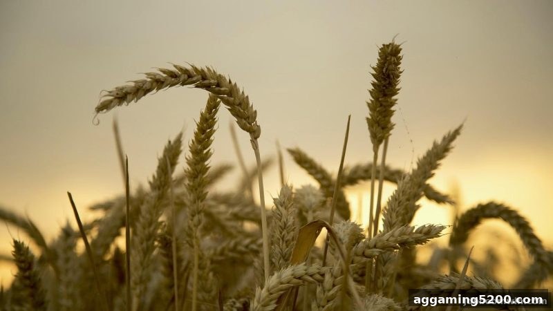 jdb电子爆奖揭秘：龙虎游戏投注技巧与代理返佣新手全攻略